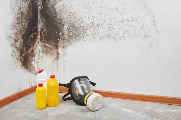 Best Professional Mold Removal  in Milan, OH