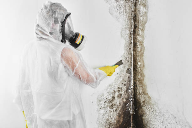 Best Affordable Mold Removal  in Milan, OH
