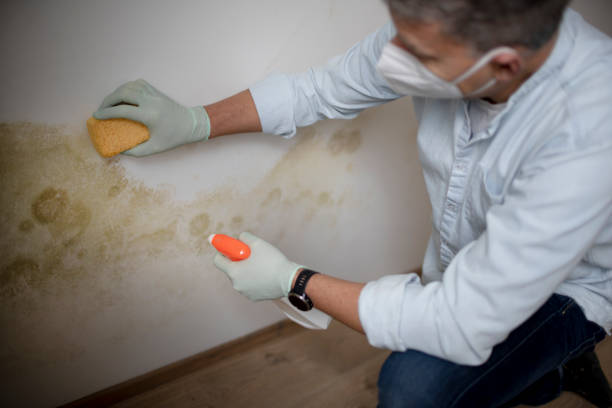 Milan, OH Mold Removal Company
