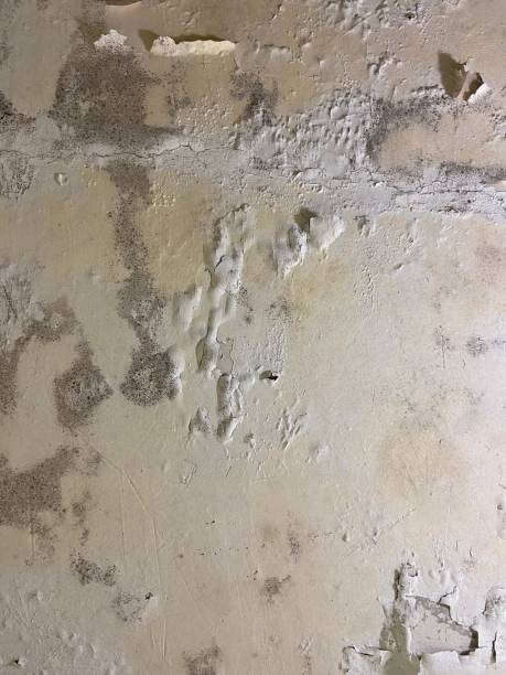 Best Mold Remediation  in Milan, OH